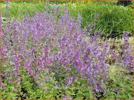 Nepeta grandiflora &#039;Wild Cat&#039; | Kattenkruid | Gro&szlig;bl&uuml;tige Katzenminze