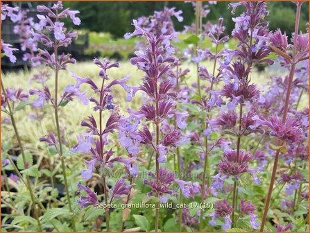 Nepeta grandiflora &#039;Wild Cat&#039; | Kattenkruid | Gro&szlig;bl&uuml;tige Katzenminze