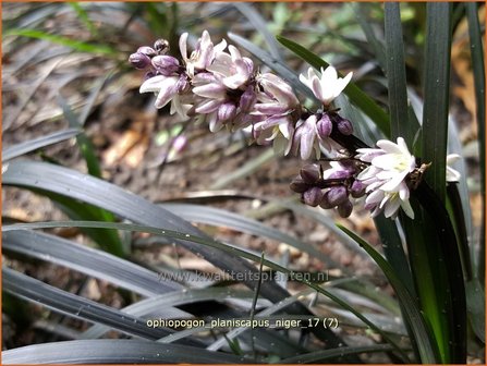 Ophiopogon planiscapus &#039;Niger&#039; | Slangenbaard | Flachsch&auml;ftiger Schlangenbart