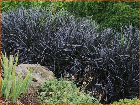 Ophiopogon planiscapus &#039;Niger&#039; | Slangenbaard | Flachsch&auml;ftiger Schlangenbart