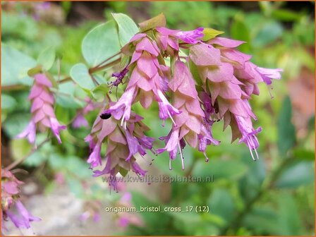 Origanum &#039;Bristol Cross&#039; | Hopmarjolein, Majoraan, Marjolein | Rundbl&auml;ttriger Dost