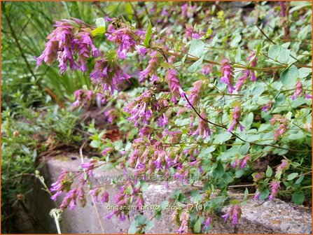 Origanum &#039;Bristol Cross&#039; | Hopmarjolein, Majoraan, Marjolein | Rundbl&auml;ttriger Dost