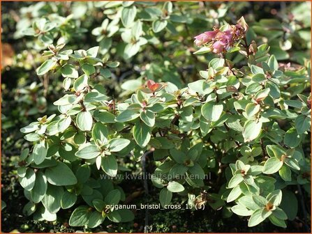 Origanum &#039;Bristol Cross&#039; | Hopmarjolein, Majoraan, Marjolein | Rundbl&auml;ttriger Dost