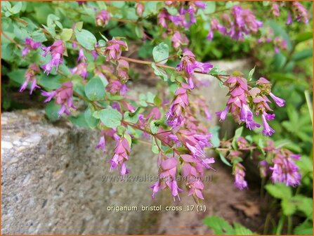 Origanum &#039;Bristol Cross&#039; | Hopmarjolein, Majoraan, Marjolein | Rundbl&auml;ttriger Dost