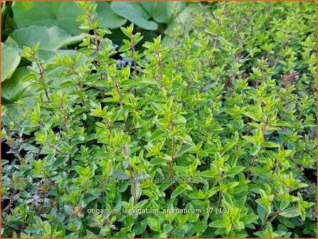 Origanum laevigatum &#039;Aromaticum&#039; | Marjolein, Majoraan | Glatter Dost