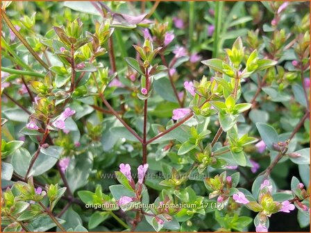 Origanum laevigatum &#039;Aromaticum&#039; | Marjolein, Majoraan | Glatter Dost