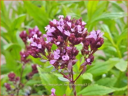 Origanum laevigatum &#039;Herrenhausen&#039; | Marjolein, Majoraan | Glatter Dost