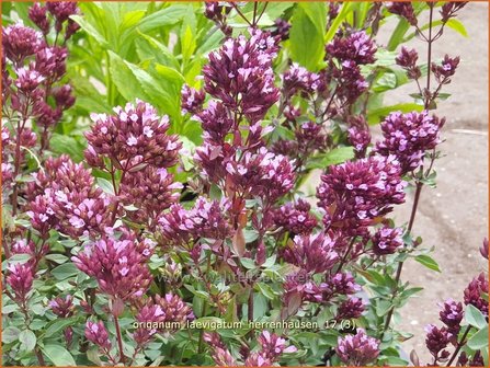 Origanum laevigatum &#039;Herrenhausen&#039; | Marjolein, Majoraan | Glatter Dost