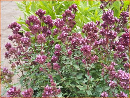 Origanum laevigatum &#039;Herrenhausen&#039; | Marjolein, Majoraan | Glatter Dost