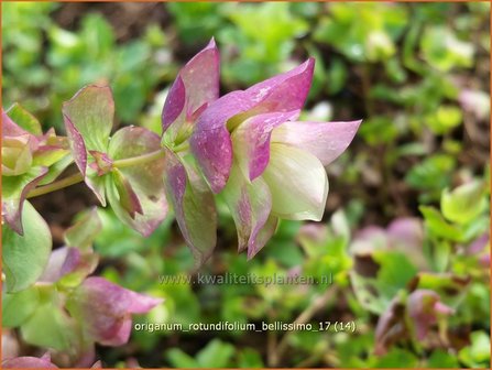 Origanum rotundifolium &#039;Bellissimo&#039; | Hopmarjolein, Majoraan, Marjolein | Rundbl&auml;ttriger Dost