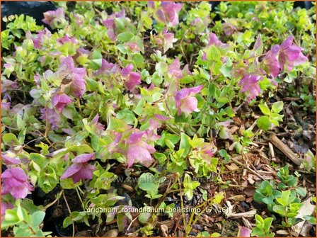 Origanum rotundifolium &#039;Bellissimo&#039; | Hopmarjolein, Majoraan, Marjolein | Rundbl&auml;ttriger Dost