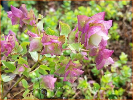 Origanum rotundifolium &#039;Bellissimo&#039; | Hopmarjolein, Majoraan, Marjolein | Rundbl&auml;ttriger Dost