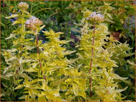 Origanum vulgare &#039;Aureum&#039; | Oregano, Marjolein, Majoraan | Gew&ouml;hnlicher Dost