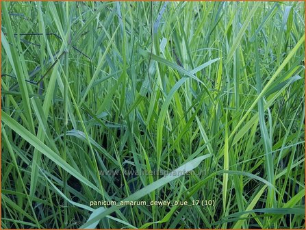 Panicum amarum &#039;Dewey Blue&#039; | Vingergras, Parelgierst | K&uuml;stenrutenhirse