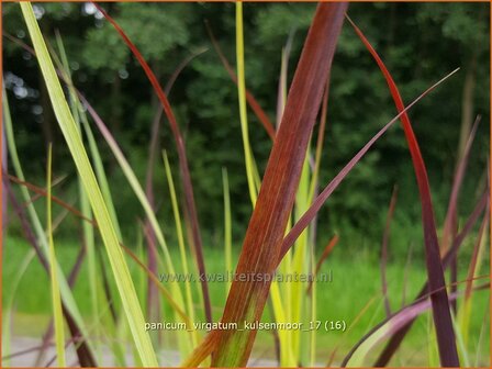 Panicum virgatum &#039;Kulsenmoor&#039; | Vingergras, Parelgierst | Rutenhirse