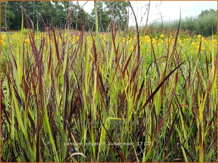 Panicum virgatum &#039;Kulsenmoor&#039; | Vingergras, Parelgierst | Rutenhirse