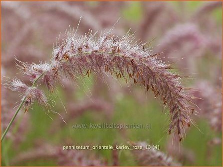 Pennisetum orientale &#039;Karley Rose&#039; | Lampenpoetsersgras, Borstelveergras | Orientalisches Lampenputzergras