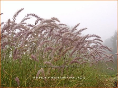 Pennisetum orientale &#039;Karley Rose&#039; | Lampenpoetsersgras, Borstelveergras | Orientalisches Lampenputzergras