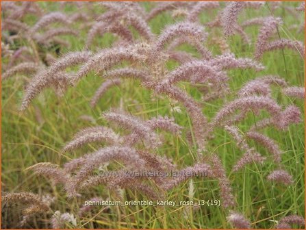 Pennisetum orientale &#039;Karley Rose&#039; | Lampenpoetsersgras, Borstelveergras | Orientalisches Lampenputzergras