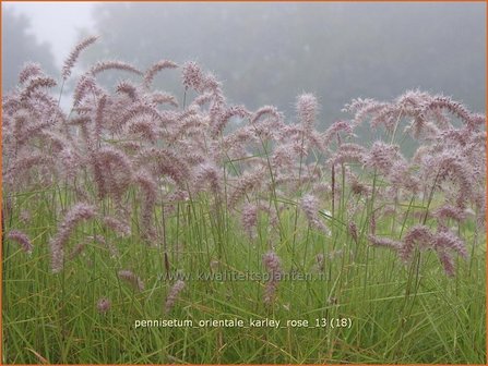 Pennisetum orientale &#039;Karley Rose&#039; | Lampenpoetsersgras, Borstelveergras | Orientalisches Lampenputzergras