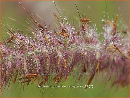 Pennisetum orientale &#039;Karley Rose&#039; | Lampenpoetsersgras, Borstelveergras | Orientalisches Lampenputzergras