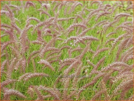 Pennisetum orientale &#039;Karley Rose&#039; | Lampenpoetsersgras, Borstelveergras | Orientalisches Lampenputzergras