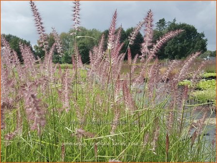 Pennisetum orientale &#039;Karley Rose&#039; | Lampenpoetsersgras, Borstelveergras | Orientalisches Lampenputzergras