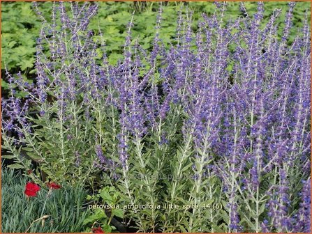 Perovskia atriplicifolia &#039;Little Spire&#039; | Russische salie, Blauwspirea, Reuzenlavendel | Meldebl&auml;ttrige Blauraute