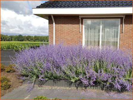 Perovskia atriplicifolia &#039;Little Spire&#039; | Russische salie, Blauwspirea, Reuzenlavendel | Meldebl&auml;ttrige Blauraute