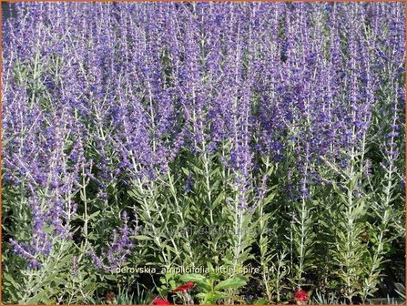 Perovskia atriplicifolia &#039;Little Spire&#039; | Russische salie, Blauwspirea, Reuzenlavendel | Meldebl&auml;ttrige Blauraute