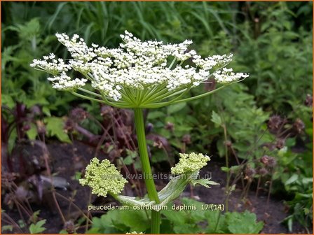 Peucedanum ostruthium &#039;Daphnis&#039; | Meesterwortel, Varkenskervel | Haarstrang