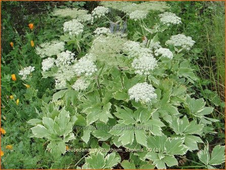 Peucedanum ostruthium &#039;Daphnis&#039; | Meesterwortel, Varkenskervel | Haarstrang