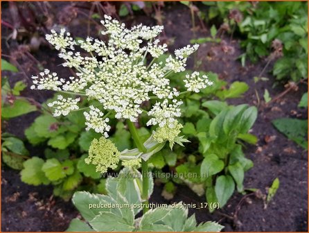 Peucedanum ostruthium &#039;Daphnis&#039; | Meesterwortel, Varkenskervel | Haarstrang