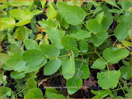 Peucedanum verticillare | Varkenskervel | Quirlige Engelwurz