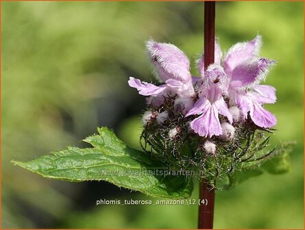 &quot;Phlomis tuberosa &#039;Amazone&#039; | Brandkruid | Knollen-Brandkraut &quot;