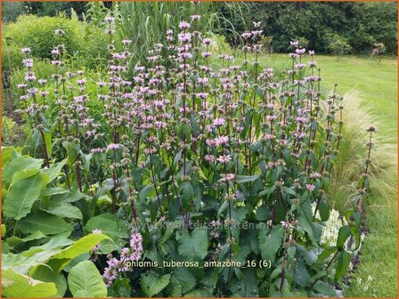 &quot;Phlomis tuberosa &#039;Amazone&#039; | Brandkruid | Knollen-Brandkraut &quot;