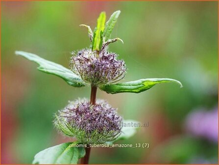 &quot;Phlomis tuberosa &#039;Amazone&#039; | Brandkruid | Knollen-Brandkraut &quot;