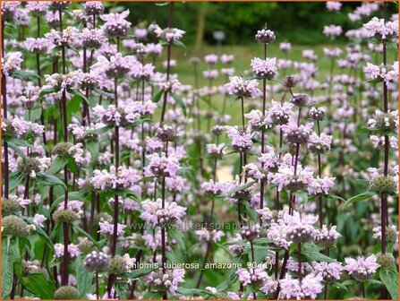 &quot;Phlomis tuberosa &#039;Amazone&#039; | Brandkruid | Knollen-Brandkraut &quot;