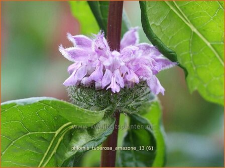 &quot;Phlomis tuberosa &#039;Amazone&#039; | Brandkruid | Knollen-Brandkraut &quot;