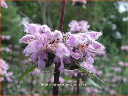 &quot;Phlomis tuberosa &#039;Amazone&#039; | Brandkruid | Knollen-Brandkraut &quot;