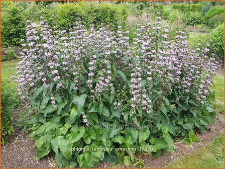 &quot;Phlomis tuberosa &#039;Amazone&#039; | Brandkruid | Knollen-Brandkraut &quot;