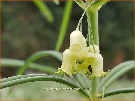 Polygonatum verticillatum | Kranssalomonszegel, Salomonszegel | Quirlbl&auml;ttrige Wei&szlig;wurz