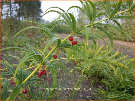 Polygonatum verticillatum | Kranssalomonszegel, Salomonszegel | Quirlbl&auml;ttrige Wei&szlig;wurz