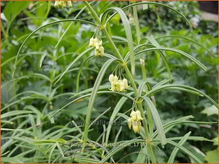 Polygonatum verticillatum | Kranssalomonszegel, Salomonszegel | Quirlbl&auml;ttrige Wei&szlig;wurz