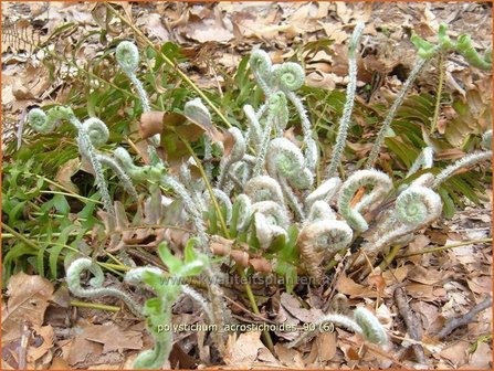 Polystichum acrostichoides | Kerstvaren, Naaldvaren | Amerikanischer Weihnachtsfarn