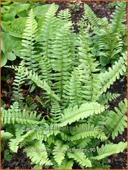 Polystichum acrostichoides | Kerstvaren, Naaldvaren | Amerikanischer Weihnachtsfarn