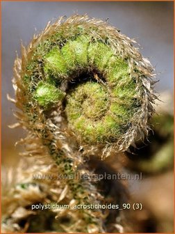 Polystichum acrostichoides | Kerstvaren, Naaldvaren | Amerikanischer Weihnachtsfarn