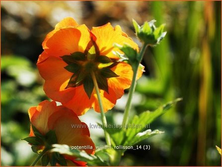 Potentilla &#039;William Rollisson&#039; | Ganzerik | Fingerkraut