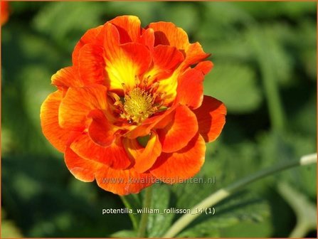 Potentilla &#039;William Rollisson&#039; | Ganzerik | Fingerkraut