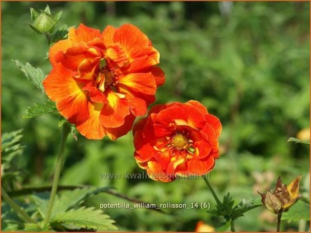 Potentilla &#039;William Rollisson&#039; | Ganzerik | Fingerkraut